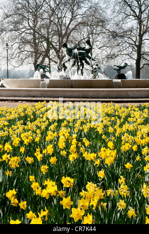 Hyde Park, Londra. La molla daffodil con il "Quattro Venti" Fontana in background. Foto Stock