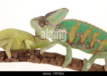 Maschile e Femminile camaleonti da yemenita su un ramo Foto Stock