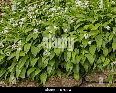 Ramsons o aglio selvatico Allium ursinum crescente nel bosco umido Yorkshire Regno Unito Foto Stock