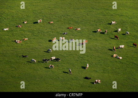 Vista aerea, la mandria di mucche al pascolo sulle colline di Sauerlandhoehen, Maerkischer Kreis distretto, Sauerland, Renania settentrionale-Vestfalia Foto Stock