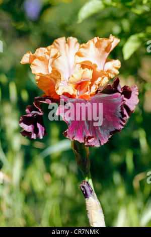 Iris hybr germanica. Foto Stock