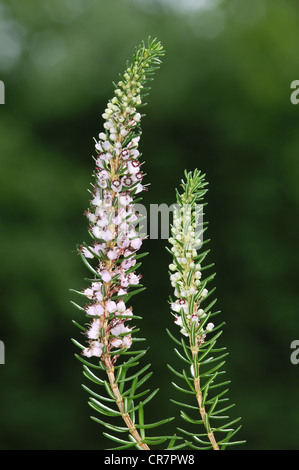 CORNISH HEATH Erica vagans Foto Stock