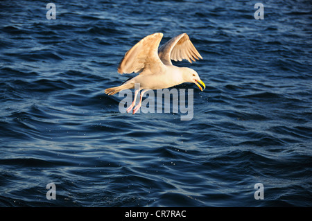 Un aringa gabbiano volare sopra il mare REGNO UNITO Foto Stock