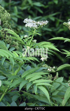 DWARF ELDER Sambucus ebulus (Caprifoliaceae) Foto Stock