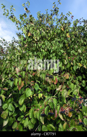 Corniolo Cornus sanguinea (Cornaceae) Foto Stock