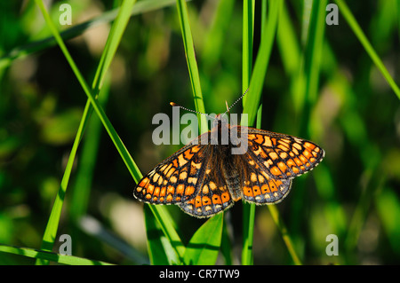 Marsh fritillary euphydryas aurinia butterfly Foto Stock