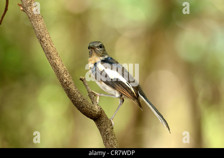 Bella femmina giovanile oriental gazza-robin (Copsychus saularis) Foto Stock