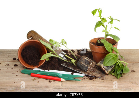 Tappo di piantine di piante su un banco di incapsulazione con il compost, pentole e utensili da giardino Foto Stock