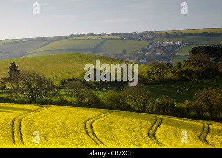 Pecore e agnelli nuovi pascolo all'alba in un lussureggiante verde prato sopra i semi di ravizzone il raccolto nella campagna di Devon Foto Stock