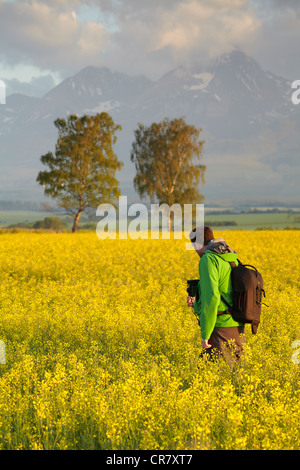 Due alberi tra un campo di colza al di sotto del cloud coprire i picchi degli Alti Tatra in Slovacchia Foto Stock