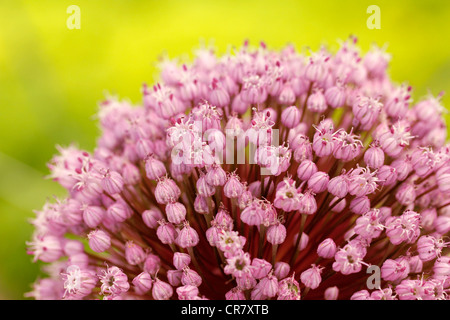 Allium giganteum Foto Stock