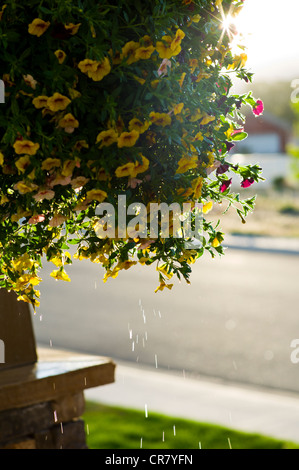 Gocciolamento di acqua da appeso un cesto di fiori freschi in stile artigiano casa residenziale in Colorado, STATI UNITI D'AMERICA Foto Stock