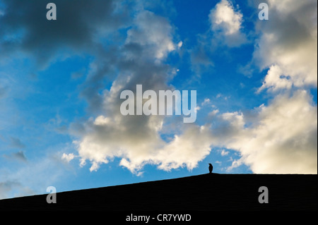 Blackbird stagliano sul tetto contro puffy bianche nuvole al tramonto ed un cielo blu chiaro Foto Stock
