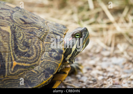 Una tartaruga selvatica era voce verso una palude di Arlington, TX. Foto Stock