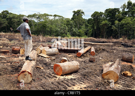 Lumberjack in una radura di un area di log, provincia di Madang, Papua Neuguinea Foto Stock