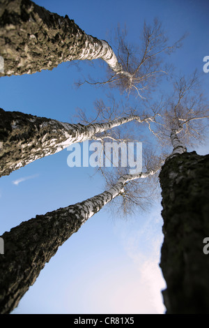 Di betulle senza foglie, visto da sotto contro un cielo blu, Wahner Heide Riserva Naturale, Colonia, nella Renania settentrionale-Vestfalia Foto Stock