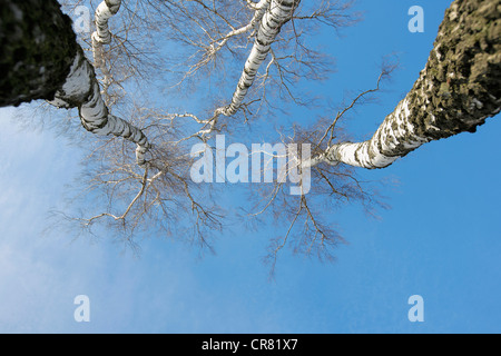 Di betulle senza foglie, visto da sotto contro un cielo blu, Wahner Heide Riserva Naturale, Colonia, nella Renania settentrionale-Vestfalia Foto Stock