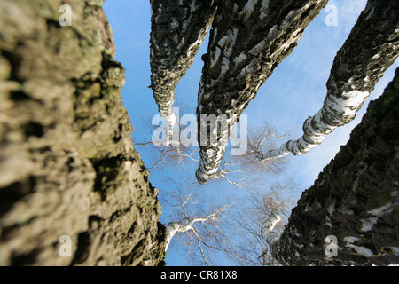 Di betulle senza foglie, visto da sotto contro un cielo blu, Wahner Heide Riserva Naturale, Colonia, nella Renania settentrionale-Vestfalia Foto Stock