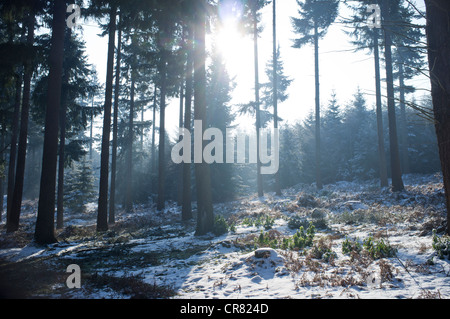 Luce del sole attraverso il baldacchino in una foresta di pini su un giorno inverni, Ranmore comune. Foto Stock