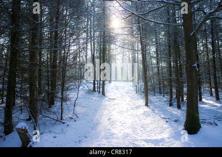 Luce del sole attraverso il baldacchino in una foresta di pini su un giorno inverni, Ranmore comune. Foto Stock