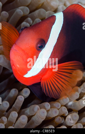 Rosso e nero, anemonefish Amphiprion melanopus, Bunaken Marine Park, Sulawesi, Indonesia, il Pacifico Foto Stock