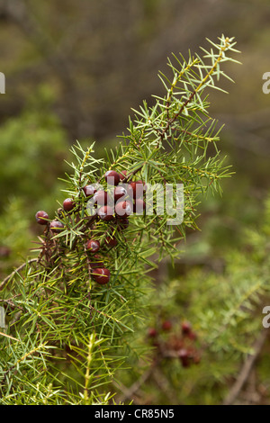 Wild bacche di ginepro (Juniperus) cresce su bush, Montouliers, Herault, Francia, Europa Foto Stock