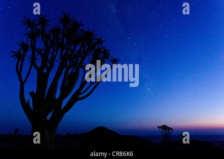 Faretra Tree (Aloe dichotoma) su un altopiano Tiras le montagne con la Via Lattea, Namibia, Africa Foto Stock