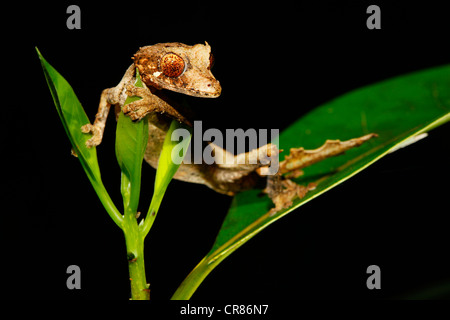 Leaf-Tailed Gecko (Uroplatus ebenaui), Montagne d'Ambre Parco Nazionale, Madagascar, Africa, Oceano Indiano Foto Stock