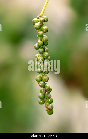 Pepe nero impianto (Piper nigrum), frutta, Nosy Be, Madagascar, Africa Foto Stock