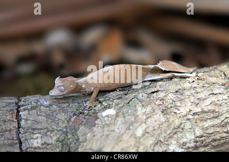 Foglia satanico-tailed Gecko (Uroplatus fantastico), foraggio, Madagascar, Africa Foto Stock