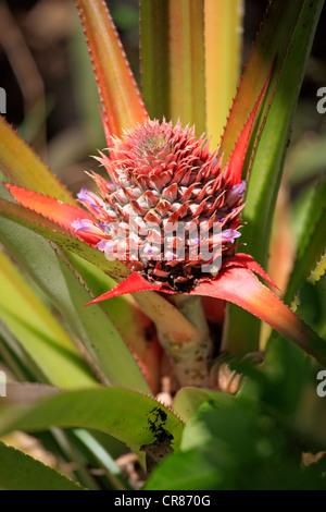 Ananas (Ananas comosus), frutta, Nosy Komba, Madagascar, Africa Foto Stock