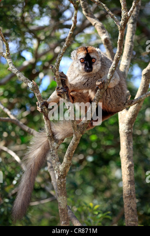 Rosso fiammante (Lemur Lemur fulvus rufus), adulto in un albero, Berenty Riserva, Madagascar, Africa Foto Stock