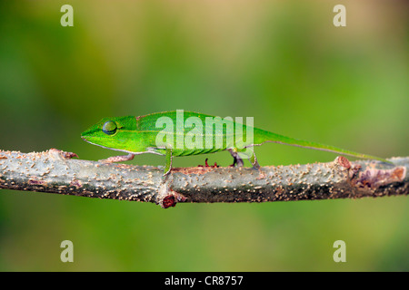 A breve dal naso (Camaleonte Calumma gastrotaenia), femmina, foraggio, Perinet Riserva, Madagascar, Africa Foto Stock