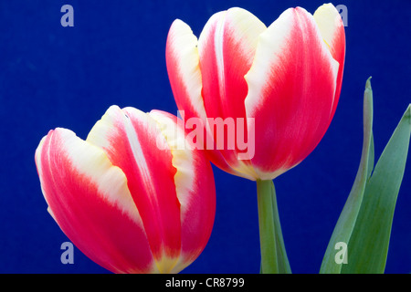 Due tulipani a foglia e a stelo Foto Stock