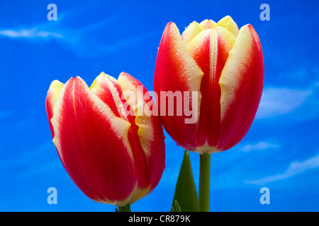 Due tulipani a foglia e a stelo contro un sfondo cielo Foto Stock