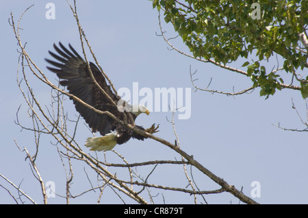 Aquila calva di atterraggio su un ramo vicino al suo nido. Foto Stock