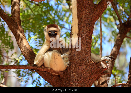 La Verreaux Sifaka (Propithecus verreauxi), adulto in un albero, Berenty Riserva, Madagascar, Africa Foto Stock