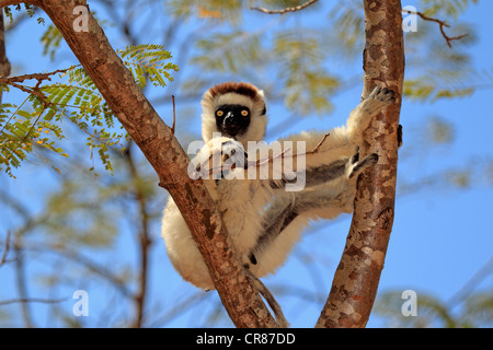 La Verreaux Sifaka (Propithecus verreauxi), Adulto, Berenty Riserva, Madagascar, Africa Foto Stock