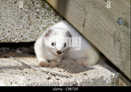 Corto-tailed donnola (Mustela erminea) nascondere sotto un ponte residenziale, maggiore Sudbury, Ontario, Canada Foto Stock