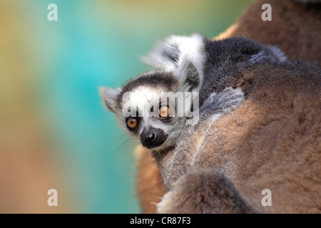 Anello-tailed Lemur (Lemur catta), i capretti Berenty Riserva, Madagascar, Africa Foto Stock