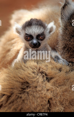 Anello-tailed Lemur (Lemur catta), i capretti Berenty Riserva, Madagascar, Africa Foto Stock