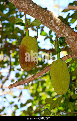 Jackfruit (Artocarpus heterophyllus), Nosy Komba, Madagascar, Africa Foto Stock