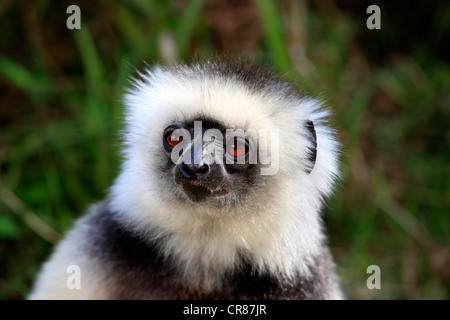 Diademed Sifaka (Propithecus diadema), Adulto, ritratto, Madagascar, Africa Foto Stock