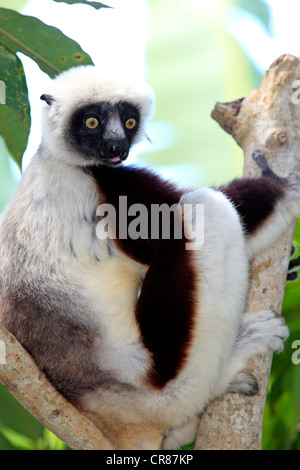 Coquerel il sifaka o coronato Sifaka (Propithecus coquereli), Madagascar, Africa Foto Stock