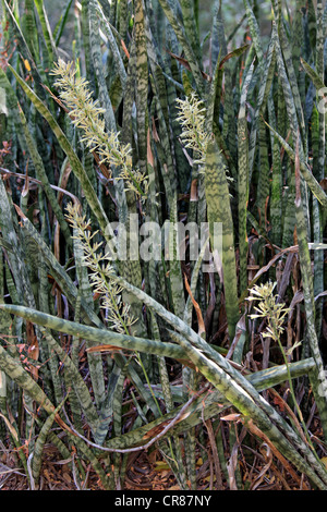 Impianto di serpente (Sansevieria trifasciata), succulente, fioritura, Berenty Riserva, Madagascar, Africa Foto Stock