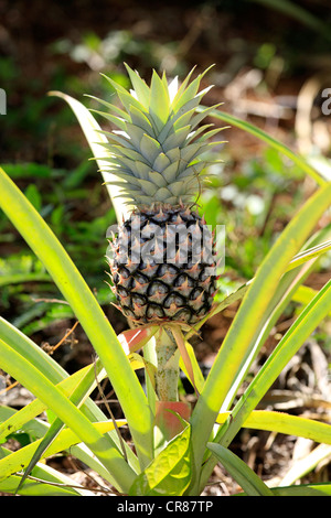 Ananas (Ananas comosus), frutta, Nosy Komba, Madagascar, Africa Foto Stock