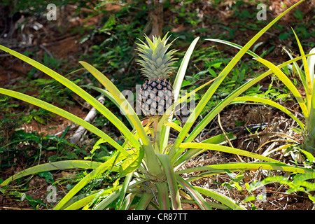 Ananas (Ananas comosus), frutta, Nosy Komba, Madagascar, Africa Foto Stock