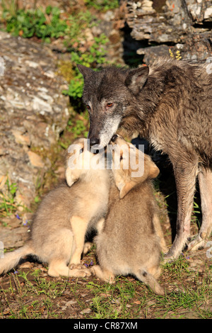 Eastern Lupo (Canis lupus lycaon), femmina adulta e cuccioli, otto settimane, mendicante, Montana, USA, America del Nord Foto Stock