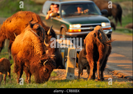 I bisonti americani (Bison bison) allevamento al pascolo in primavera, Parco nazionale Theodore Roosevelt (Sud), il Dakota del Nord, STATI UNITI D'AMERICA Foto Stock