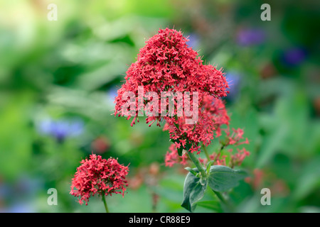 Rosso (Valeriana Centranthus ruber), Germania, Europa Foto Stock